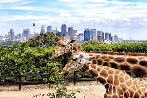 Go Sydney Explorer Pass With Hop-on Hop-Off Bus, Taronga Zoo And More - Accommodation NT 5