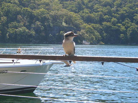 Lunch At Cottage Point Inn By Seaplane From Sydney - Accommodation NT 12