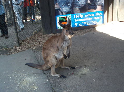 Port Stephens Day Tour With Dolphin Watching, Sandboarding & Australian Wildlife - Accommodation NT 5