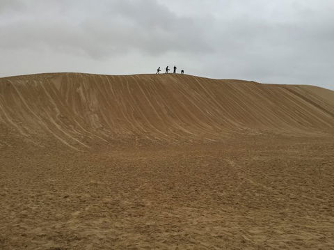 Port Stephens Day Tour With Dolphin Watching, Sandboarding & Australian Wildlife - Accommodation NT 13