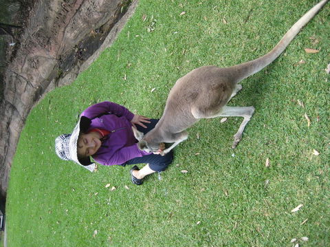 Port Stephens Day Tour With Dolphin Watching, Sandboarding & Australian Wildlife - Accommodation NT 20