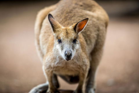 Blue Mountains Nature And Wildlife Day Tour From Sydney - Accommodation NT 18