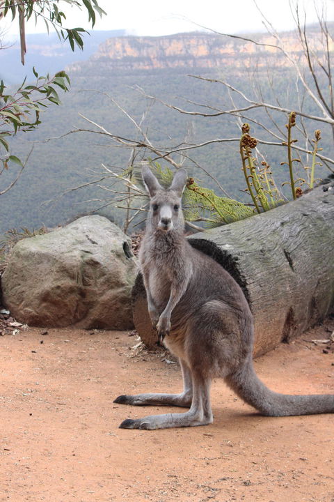 Blue Mountains Nature And Wildlife Day Tour From Sydney - Accommodation NT 10