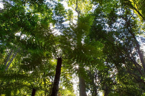 Blue Mountains Nature And Wildlife Day Tour From Sydney - Accommodation NT 31