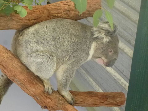 Blue Mountains Day Trip From Sydney Including Scenic World - Accommodation NT 3