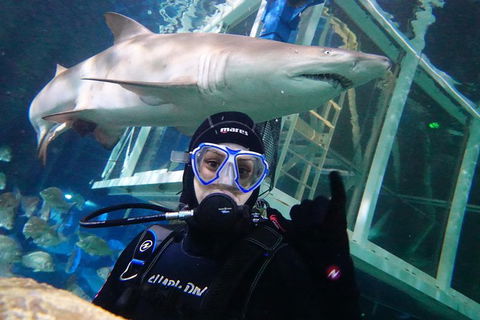 Shark Dive Xtreme At SEA LIFE Sydney Aquarium - Accommodation NT 1