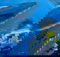 Shark Dive Xtreme at SEA LIFE Sydney Aquarium - Accommodation NT