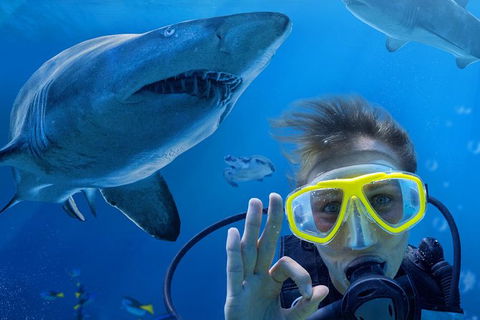 Shark Dive Xtreme At SEA LIFE Sydney Aquarium - Accommodation NT 0