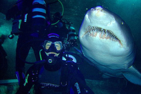 Shark Dive Xtreme At SEA LIFE Sydney Aquarium - Accommodation NT 5