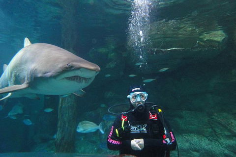 Shark Dive Xtreme At SEA LIFE Sydney Aquarium - Accommodation NT 6
