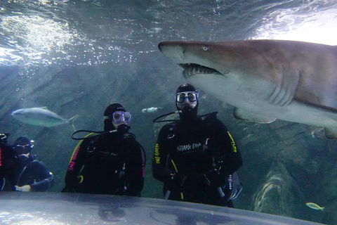 Shark Dive Xtreme At SEA LIFE Sydney Aquarium - Accommodation NT 7