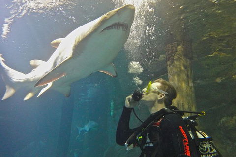Shark Dive Xtreme At SEA LIFE Sydney Aquarium - Accommodation NT 3