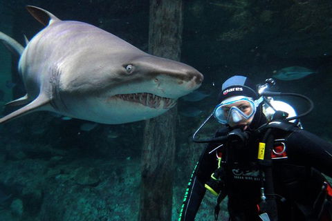 Shark Dive Xtreme At SEA LIFE Sydney Aquarium - Accommodation NT 8