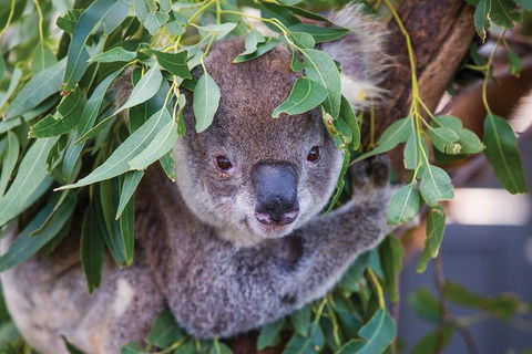 Private Guided Tour: Blue Mountains Tour From Sydney - Accommodation NT 4