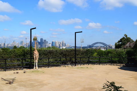Sydney Taronga Zoo General Entry Ticket - Accommodation NT 3