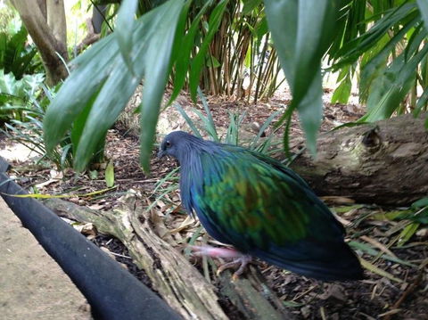 Sydney Taronga Zoo General Entry Ticket - Accommodation NT 18