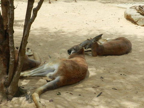 Sydney Taronga Zoo General Entry Ticket - Accommodation NT 14