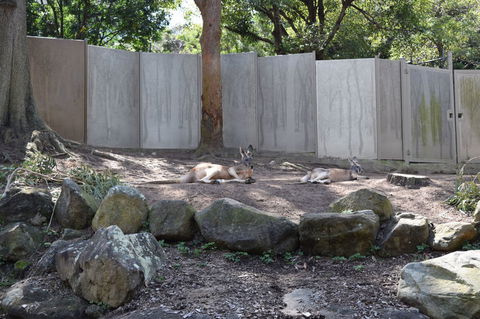 Sydney Taronga Zoo General Entry Ticket - Accommodation NT 2