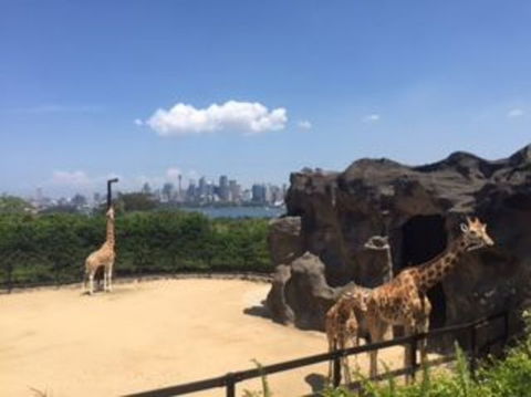 Sydney Taronga Zoo General Entry Ticket - Accommodation NT 7
