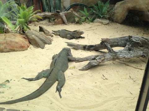 Sydney Taronga Zoo General Entry Ticket - Accommodation NT 22