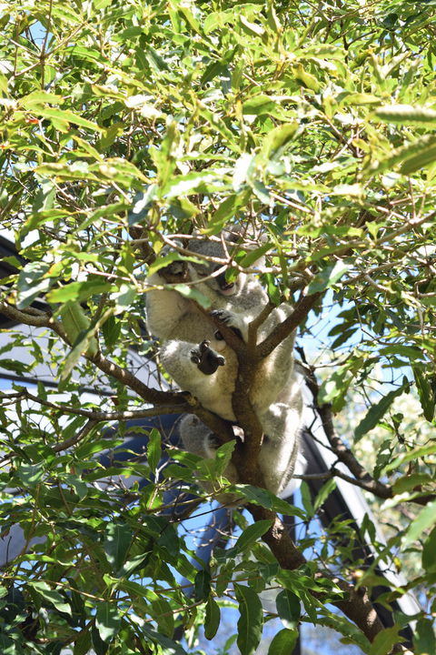 Sydney Taronga Zoo General Entry Ticket - Accommodation NT 1