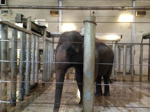 Sydney Taronga Zoo General Entry Ticket - Accommodation NT 17