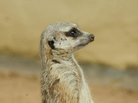 Sydney Taronga Zoo General Entry Ticket - Accommodation NT 13
