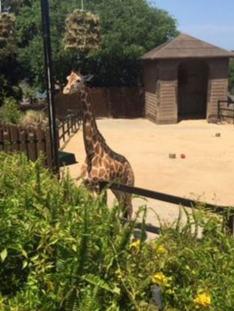 Sydney Taronga Zoo General Entry Ticket - Accommodation NT 6