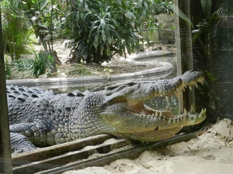 Sydney Taronga Zoo General Entry Ticket - Accommodation NT 15