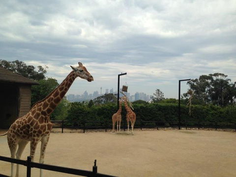 Sydney Taronga Zoo General Entry Ticket - Accommodation NT 23