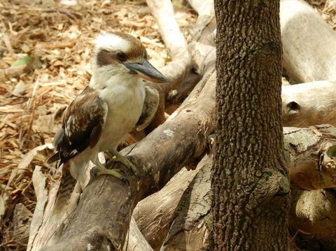 Sydney Taronga Zoo General Entry Ticket - Accommodation NT 16