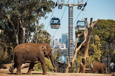 Sydney Taronga Zoo General Entry Ticket - Accommodation NT 32