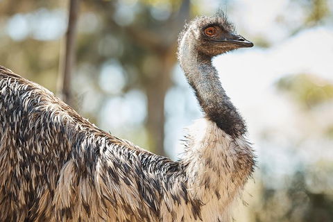 Sydney Taronga Zoo General Entry Ticket - Accommodation NT 31