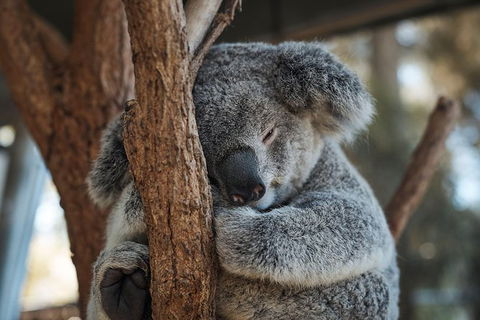 Sydney Taronga Zoo General Entry Ticket - Accommodation NT 30