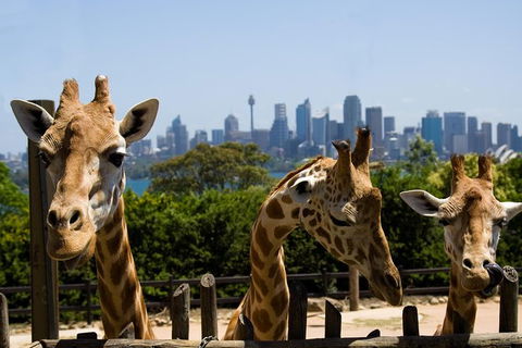 Sydney Taronga Zoo General Entry Ticket - Accommodation NT 25