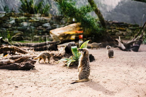 Sydney Taronga Zoo General Entry Ticket And Wild Australia Experience - Accommodation NT 10