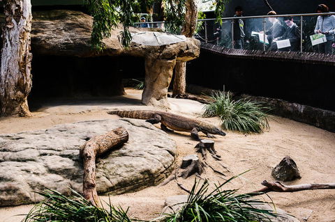 Sydney Taronga Zoo General Entry Ticket And Wild Australia Experience - Accommodation NT 11