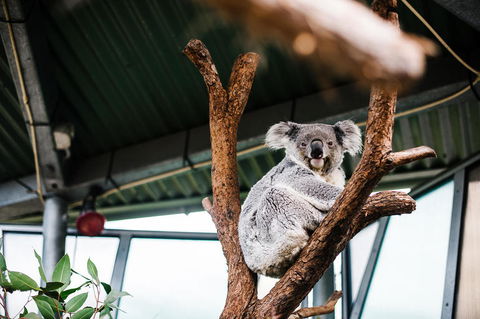Sydney Taronga Zoo General Entry Ticket And Wild Australia Experience - Accommodation NT 2