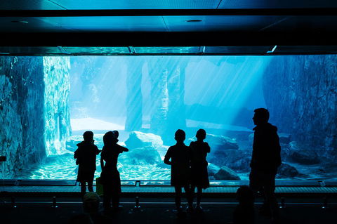 Sydney Taronga Zoo General Entry Ticket And Wild Australia Experience - Accommodation NT 3