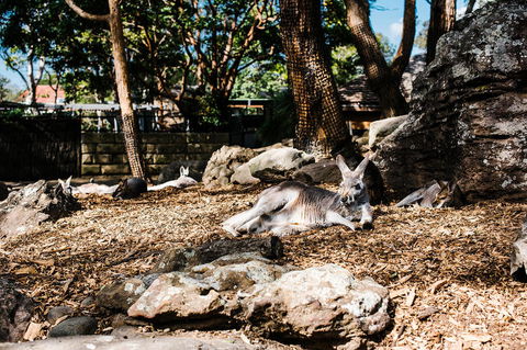 Sydney Taronga Zoo General Entry Ticket And Wild Australia Experience - Accommodation NT 7