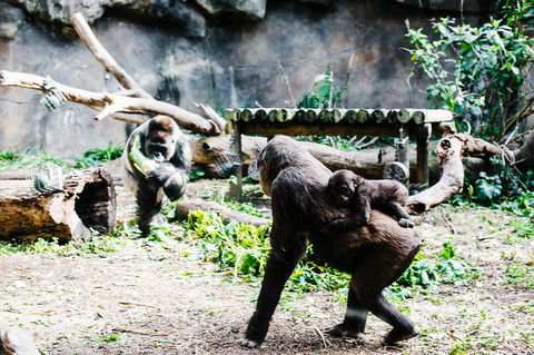 Sydney Taronga Zoo General Entry Ticket And Wild Australia Experience - Accommodation NT 12