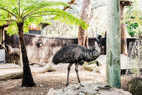 Sydney Taronga Zoo General Entry Ticket And Wild Australia Experience - Accommodation NT 1