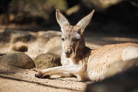 Sydney Taronga Zoo General Entry Ticket And Wild Australia Experience - Accommodation NT 19