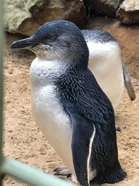 Small-Group Blue Mountains Day Trip From Sydney With Wildlife Park - Accommodation NT 6