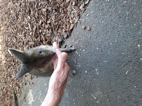 Small-Group Blue Mountains Day Trip From Sydney With Wildlife Park - Accommodation NT 4