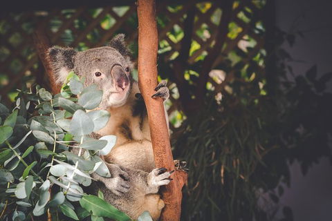 Small-Group Blue Mountains Day Trip From Sydney With Wildlife Park - Accommodation NT 29