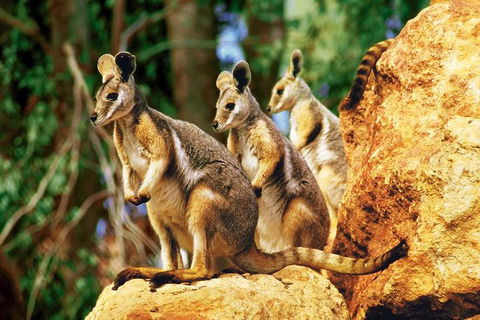 Sydney Harbour Hop On Hop Off Cruise With Taronga Zoo Entry - Accommodation NT 0