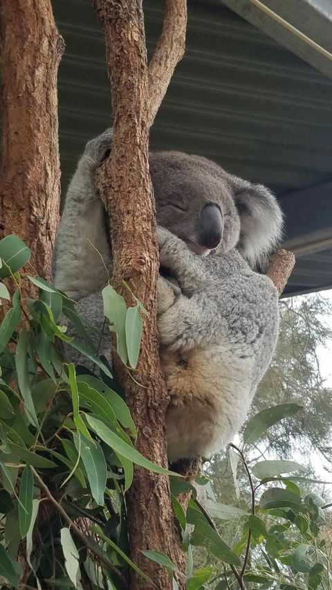 Sydney Taronga Zoo\'s Australian Animals Tour - Accommodation NT 5
