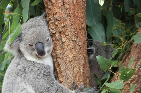 Sydney Taronga Zoo\'s Australian Animals Tour - Accommodation NT 2