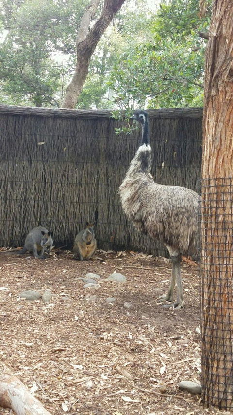 Sydney Taronga Zoo\'s Australian Animals Tour - Accommodation NT 3